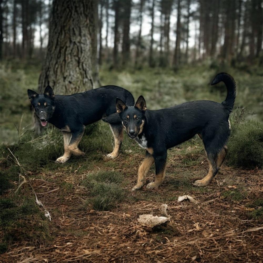 Enlarge Smudge, a Adoptable Shepherd in Brownstown, IN image 3/3