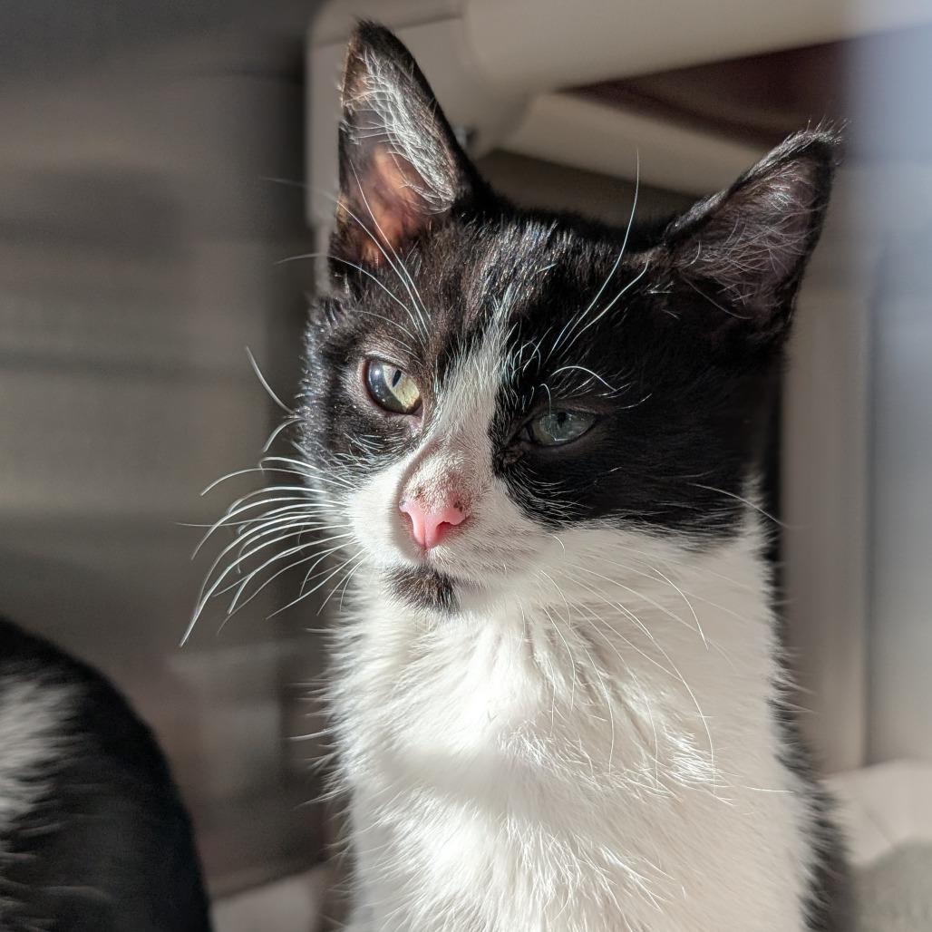 Bali, Adoptable, Kitten Female Domestic Short Hair.