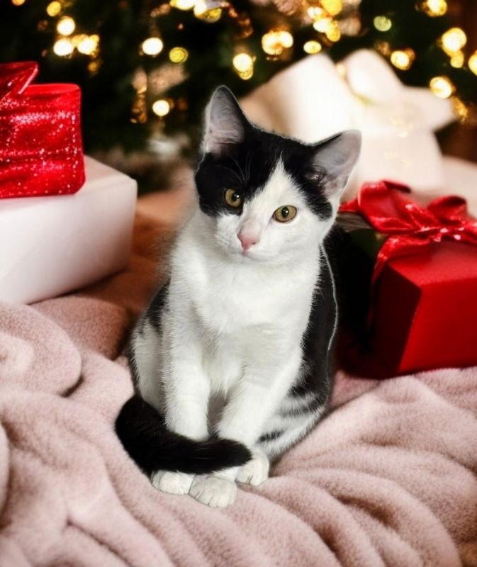 Enlarge Ava, a Adoptable Domestic Short Hair image 1/3