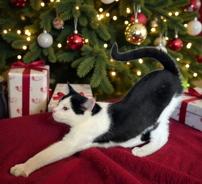 Enlarge Ava, a Adoptable Domestic Short Hair image 2/3