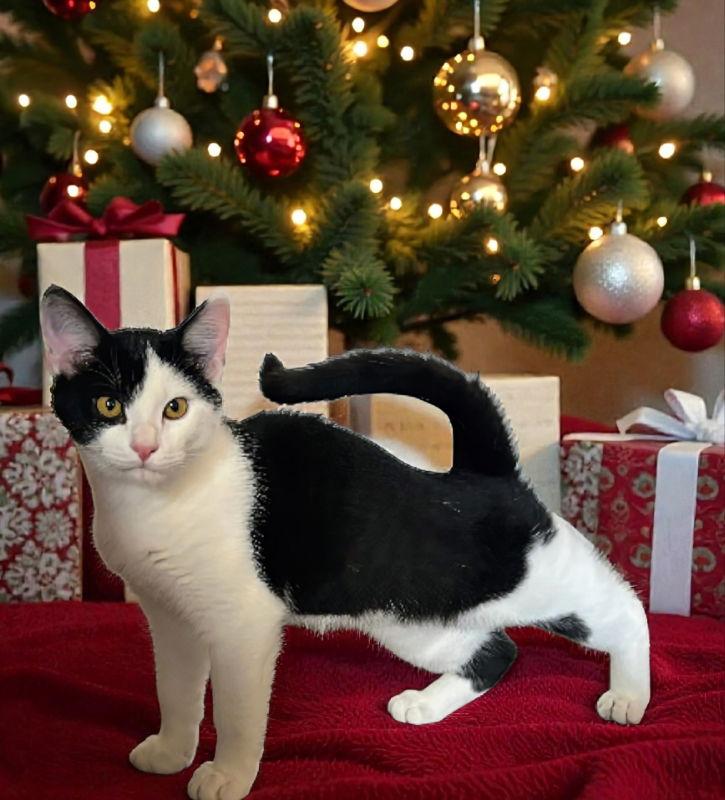 Enlarge Ava, a Adoptable Domestic Short Hair image 3/3