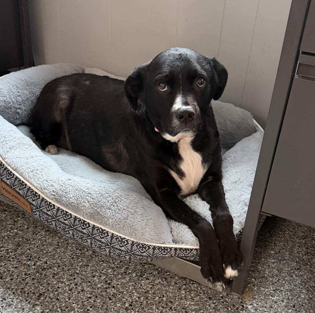 Cupcake, Adoptable, Senior Female Pit Bull Terrier & Labrador Retriever.