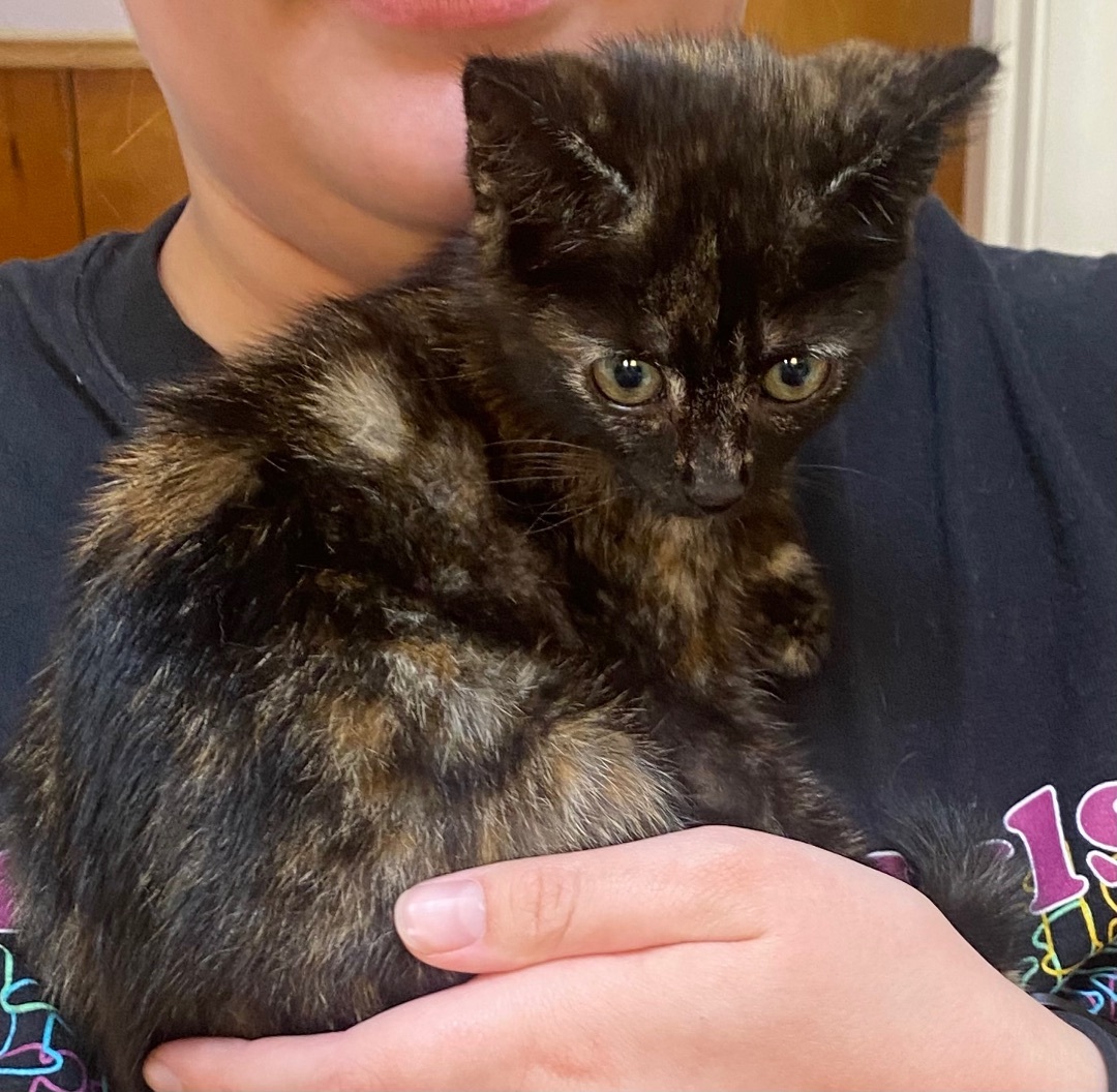 Seraphina, Adopted, Kitten Female Tortoiseshell.
