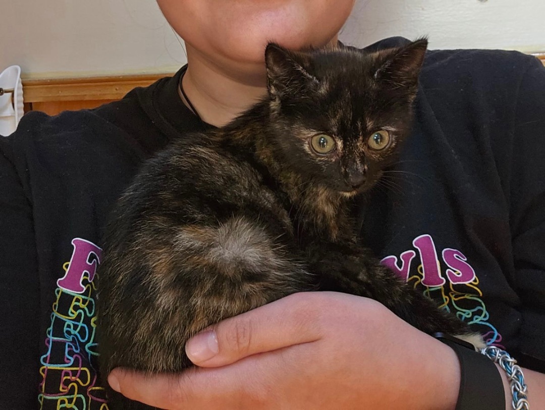 Enlarge Seraphina, a Adopted Tortoiseshell in Pinson, AL image 2/7