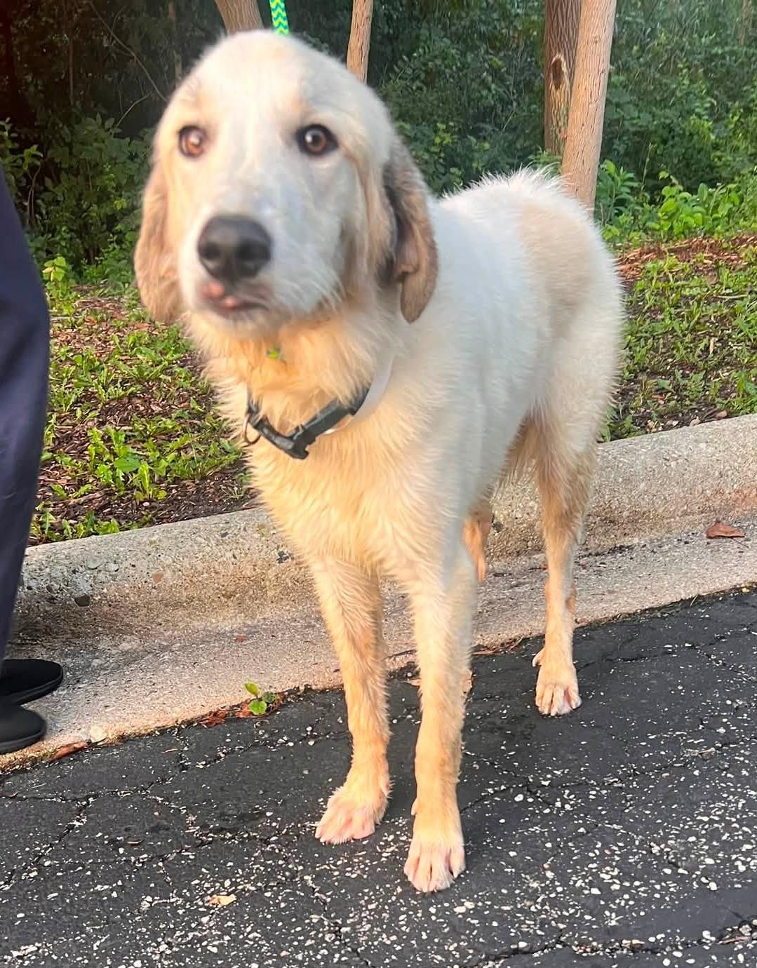 Enlarge Elmer, an adopted mixed breed in Palatine, IL image 3/5