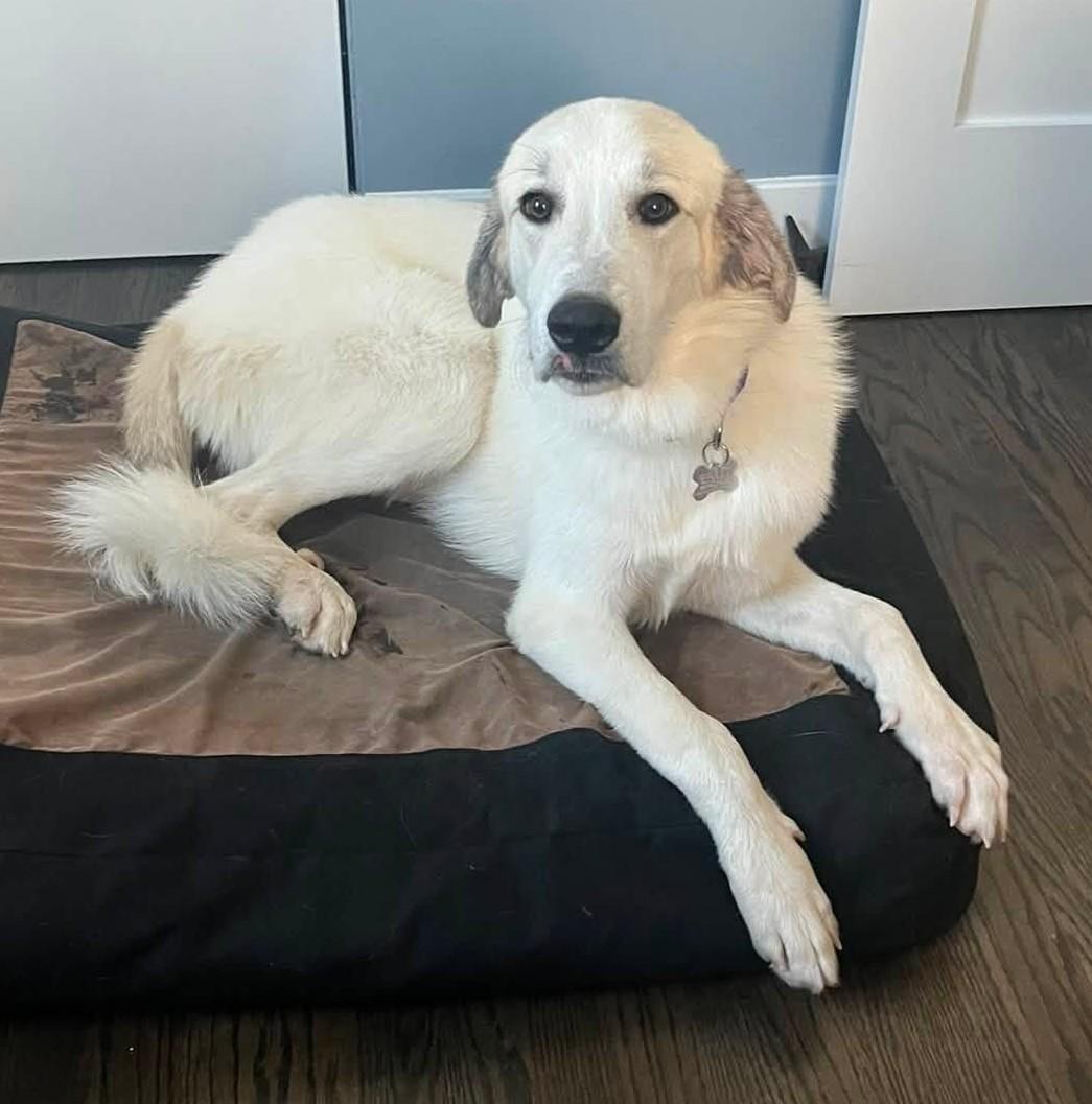 Enlarge Elmer, an adopted mixed breed in Palatine, IL image 4/5