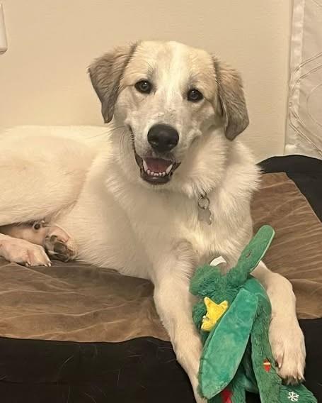 Elmer, adopted, Adult Male Great Pyrenees & Mixed Breed.