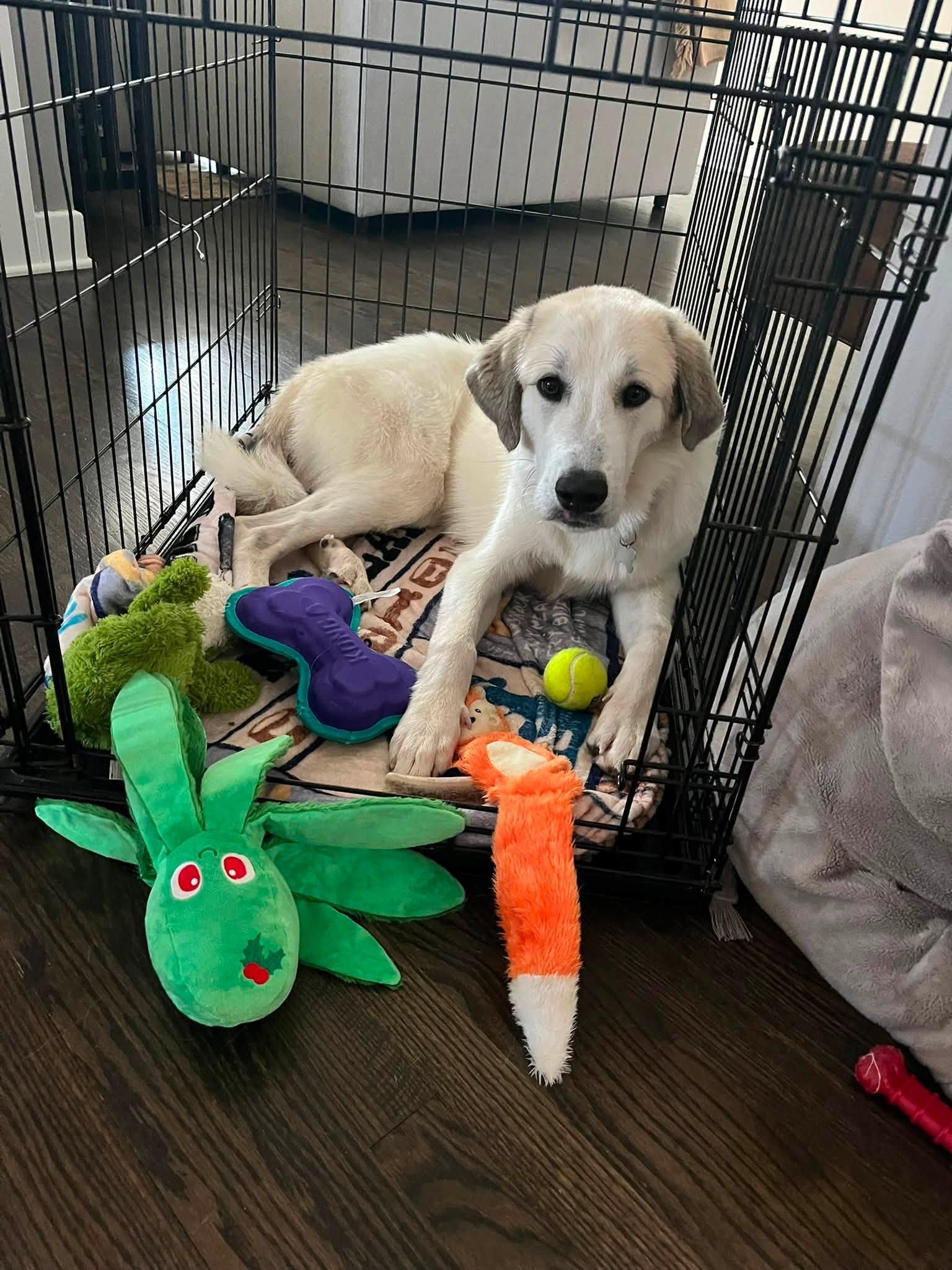 Enlarge Elmer, an adopted mixed breed in Palatine, IL image 5/5