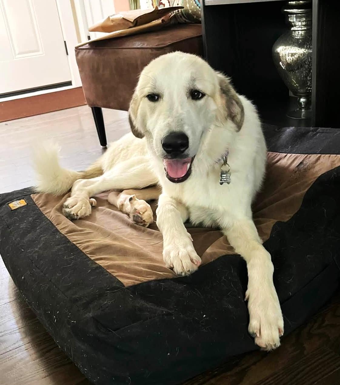Enlarge Elmer, an adopted mixed breed in Palatine, IL image 2/5
