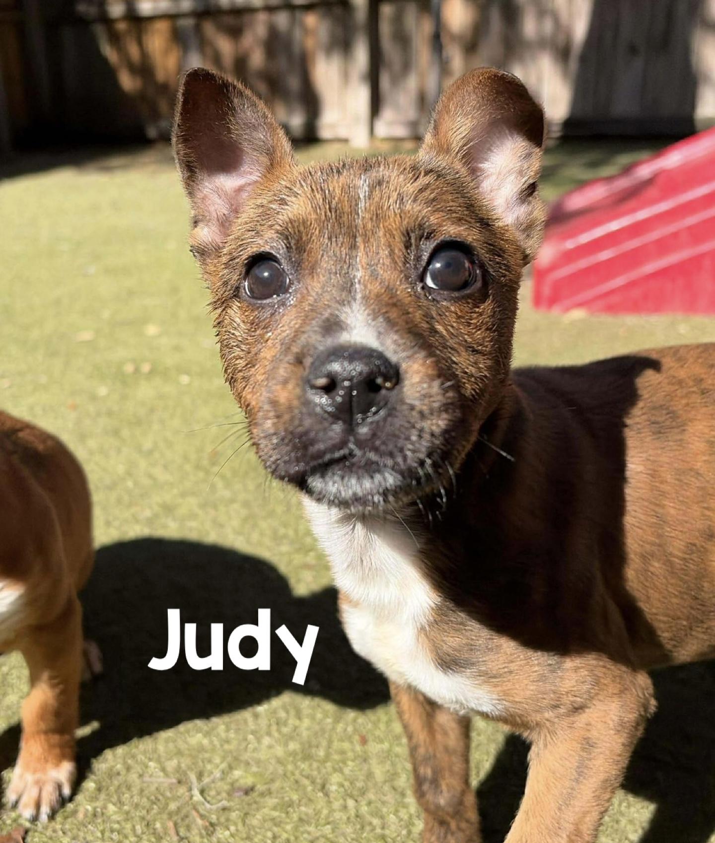 Enlarge Judy, Tater, Ruth, a ADOPTABLE Mixed Breed in Sanford, FL image 4/6