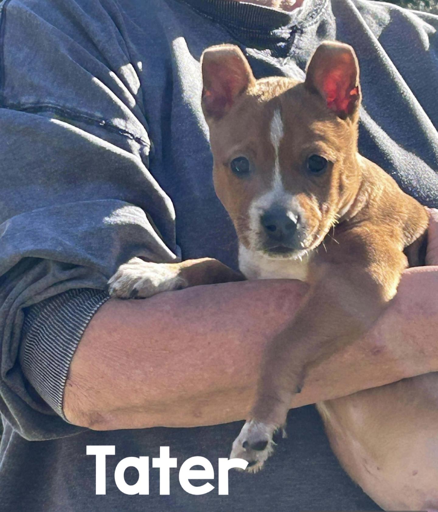 Enlarge Judy, Tater, Ruth, a ADOPTABLE Mixed Breed in Sanford, FL image 3/6