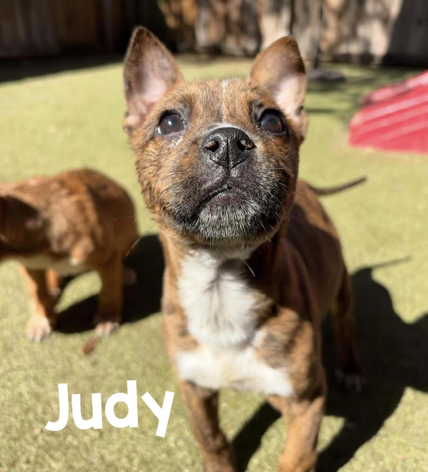 Judy, Tater, Ruth, ADOPTABLE, Puppy Male Mixed Breed.
