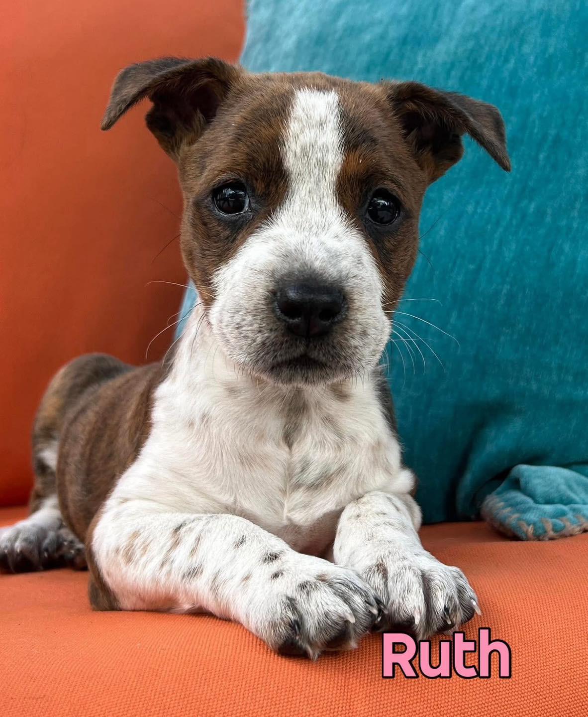 Enlarge Judy, Tater, Ruth, a ADOPTABLE Mixed Breed in Sanford, FL image 5/6