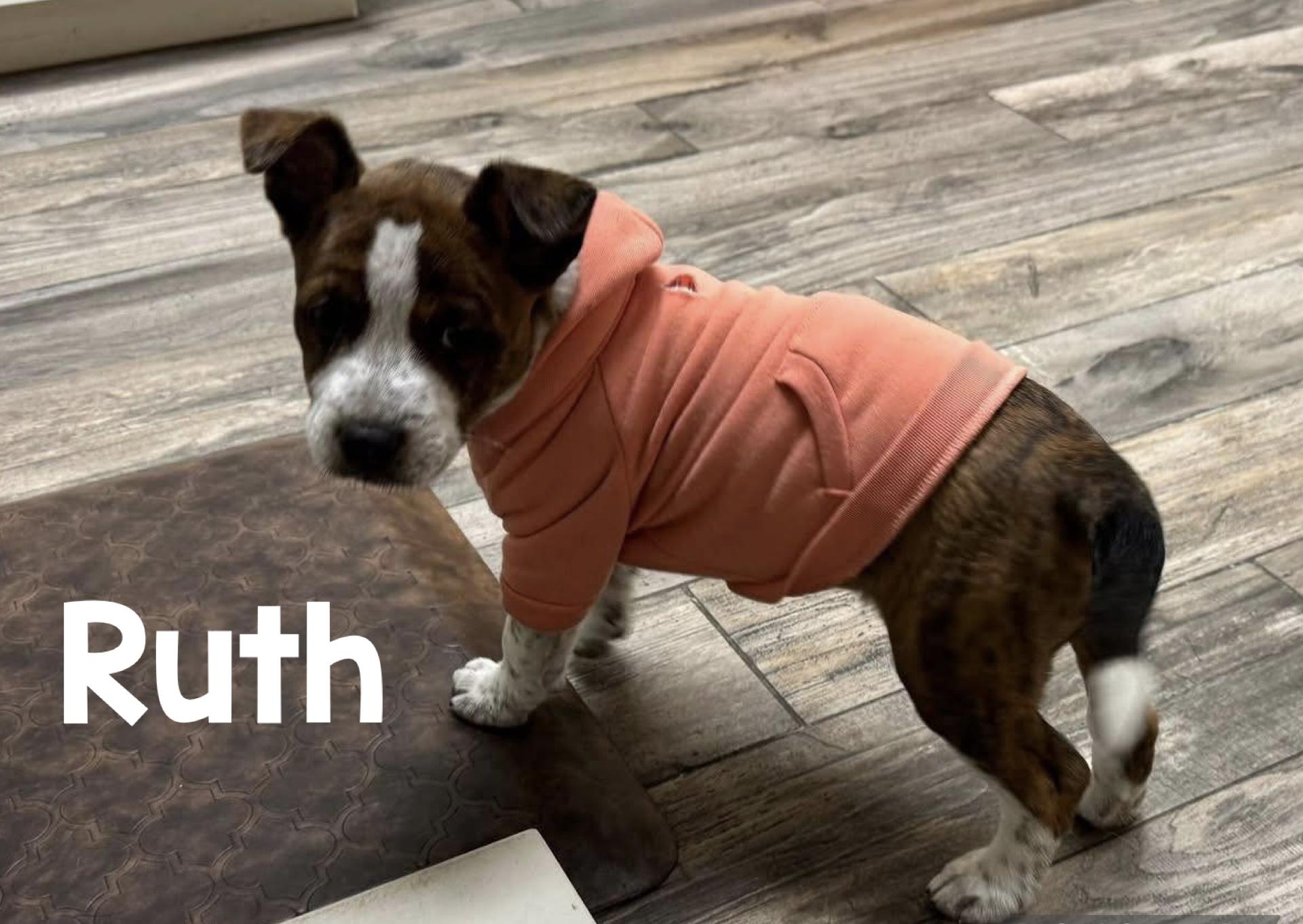 Enlarge Judy, Tater, Ruth, a ADOPTABLE Mixed Breed in Sanford, FL image 2/6