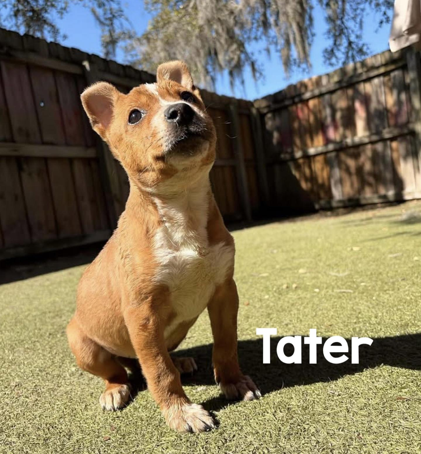 Enlarge Judy, Tater, Ruth, a ADOPTABLE Mixed Breed in Sanford, FL image 6/6