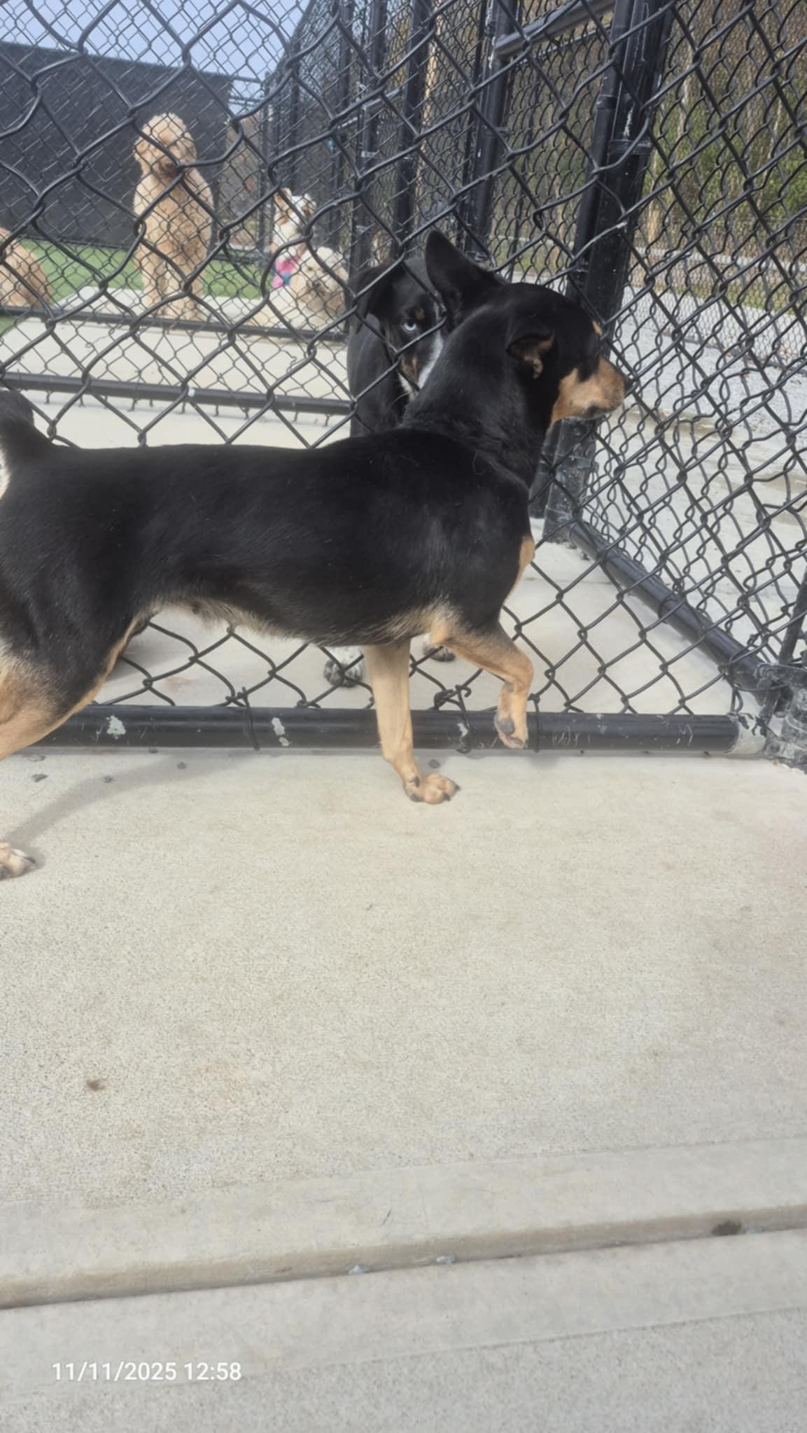Judy, an adoptable mixed breed in Richmond, KY image 4/4