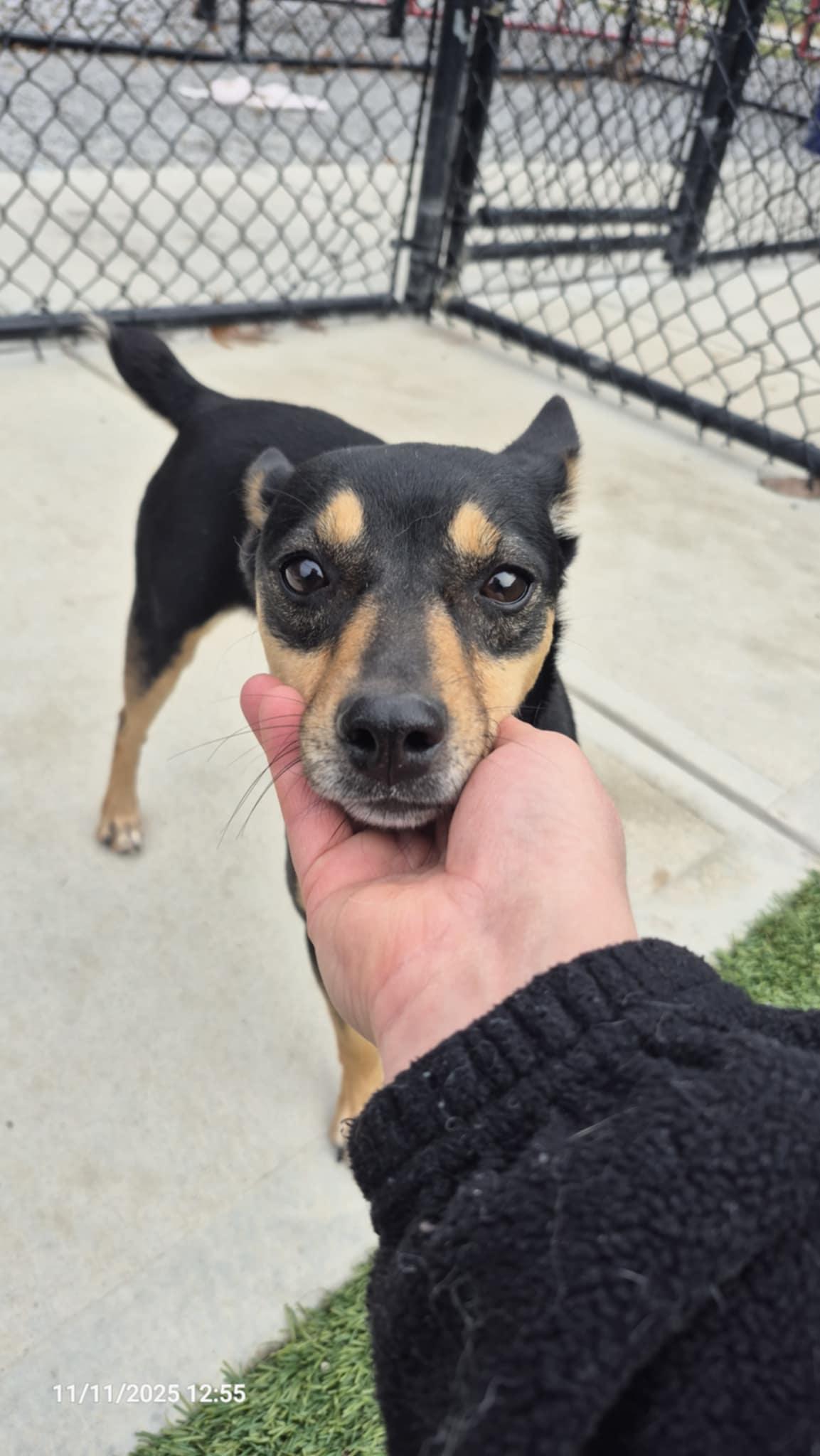 Judy, adoptable, Adult Female Miniature Pinscher.