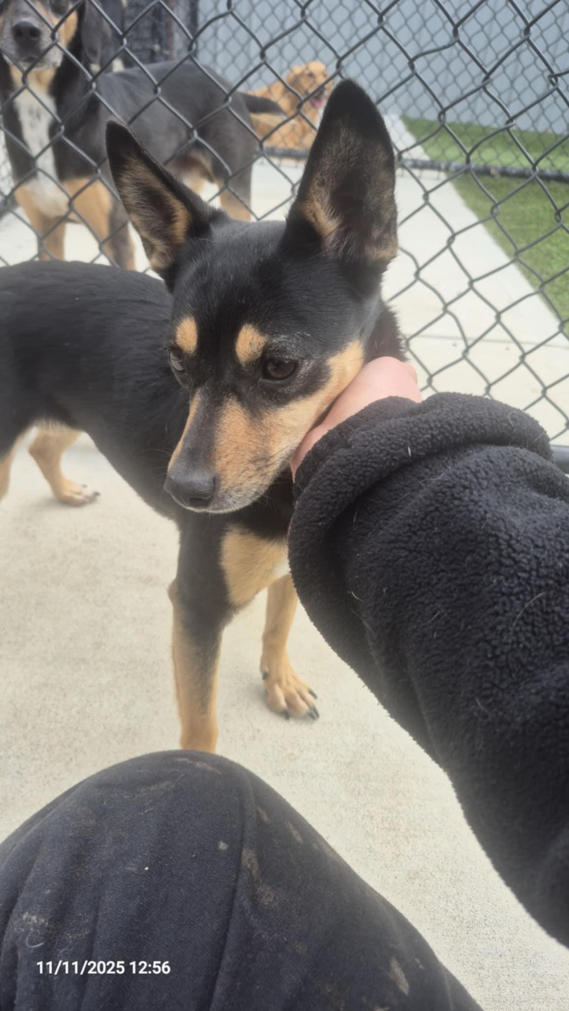 Judy, an adoptable mixed breed in Richmond, KY image 2/4