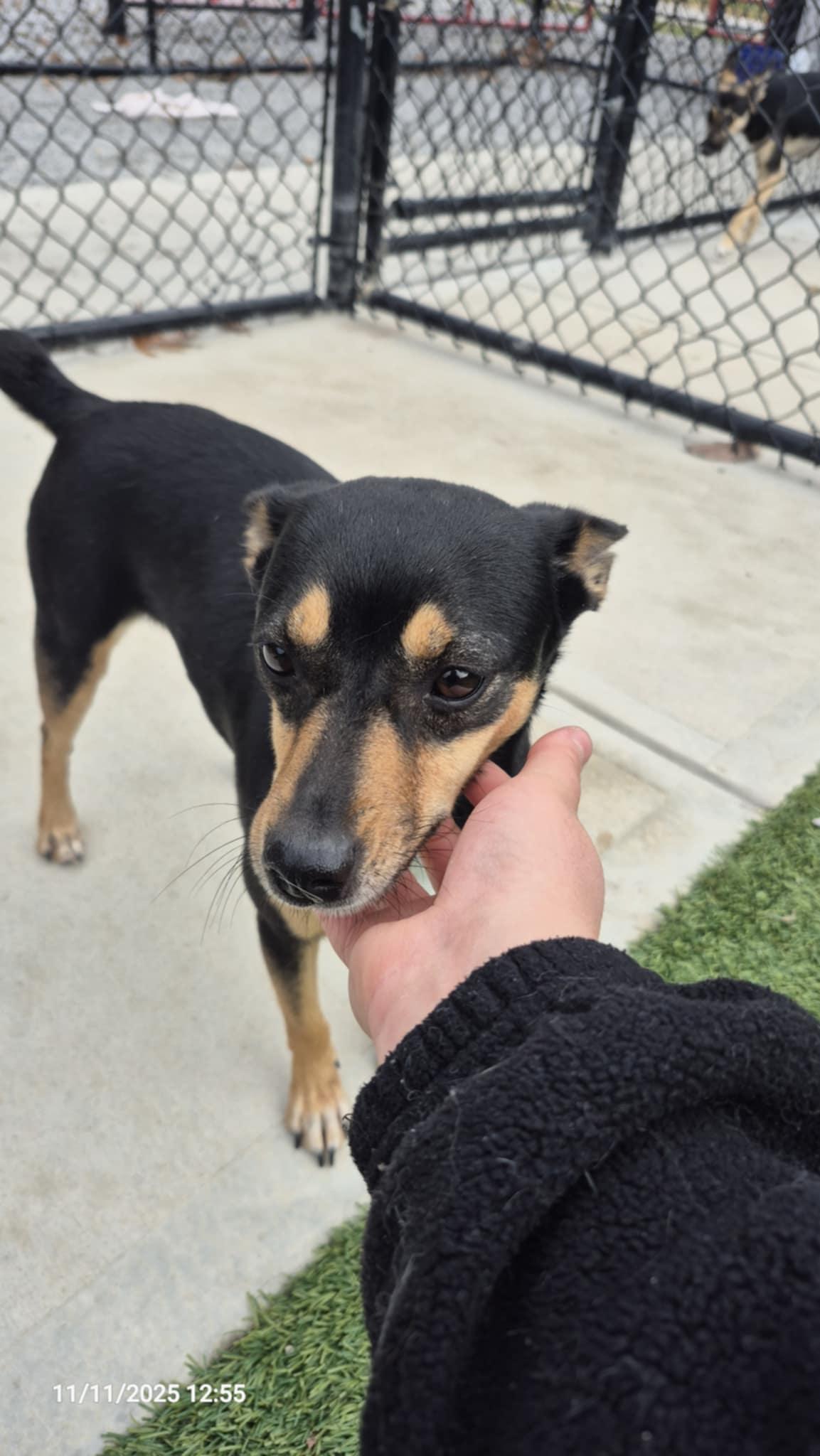 Judy, an adoptable mixed breed in Richmond, KY image 3/4