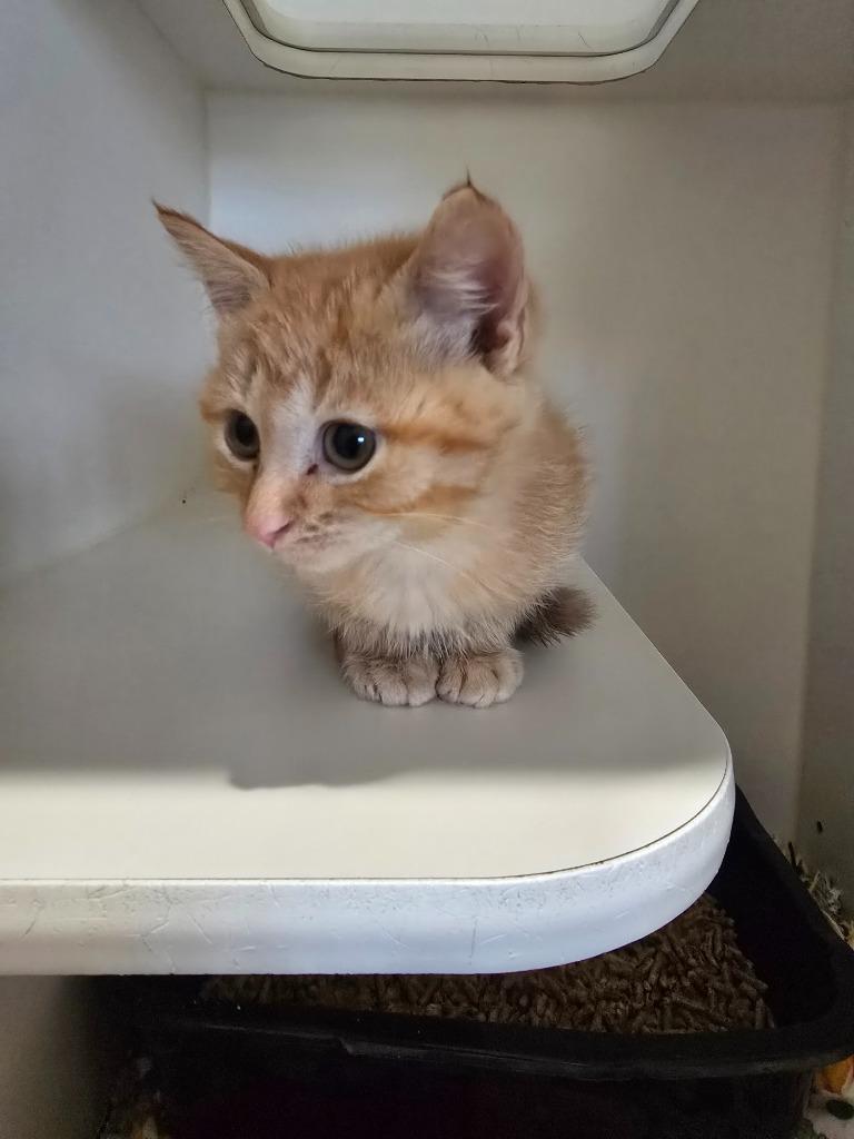 I3 Freddy, Adoptable, Kitten Male Domestic Short Hair.