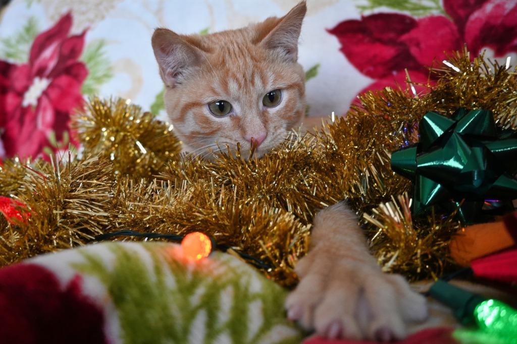 I3 Freddy, a Adoptable mixed breed in Ashland, WI image 2/6