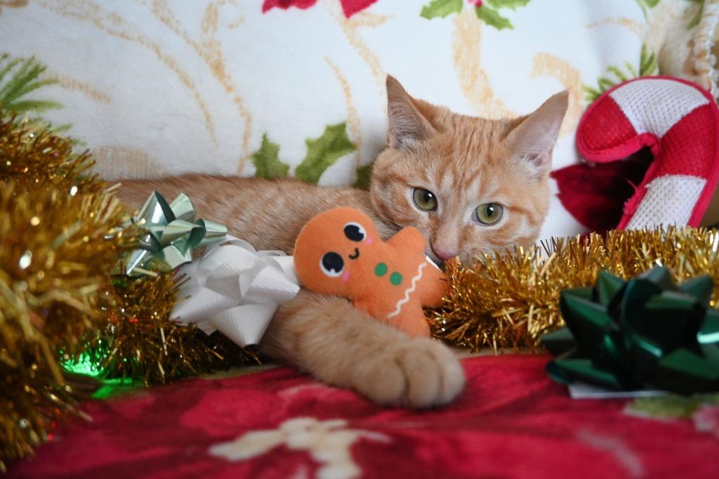 I3 Freddy, a Adoptable mixed breed in Ashland, WI image 3/6