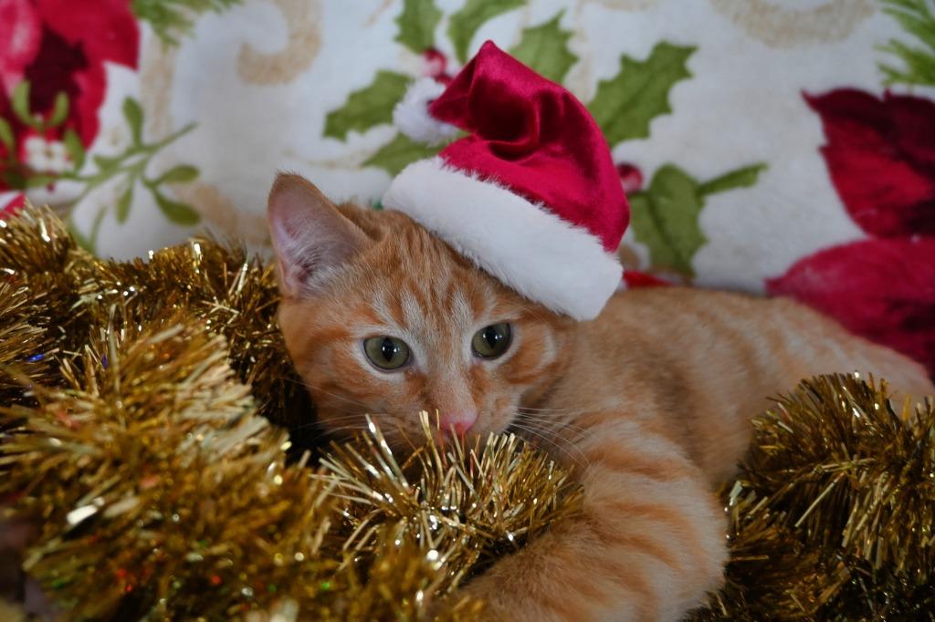 I3 Freddy, a Adoptable mixed breed in Ashland, WI image 4/6