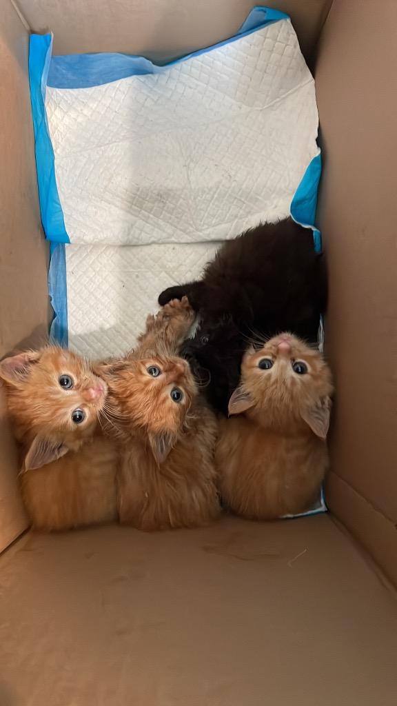 I3 Freddy, a Adoptable mixed breed in Ashland, WI image 5/6