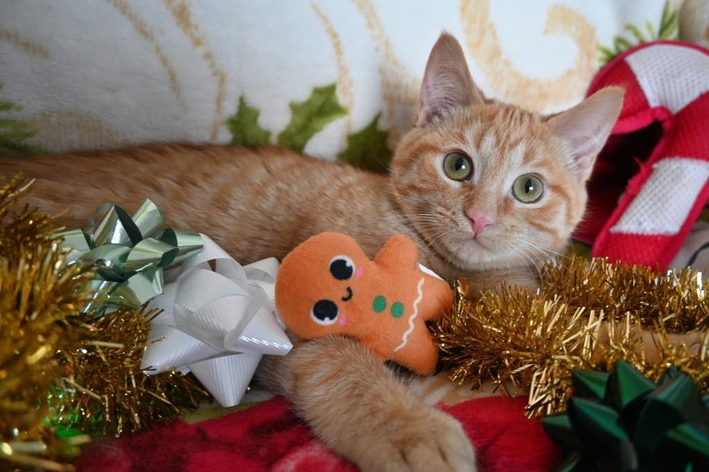 I3 Freddy, a Adoptable mixed breed in Ashland, WI image 6/6