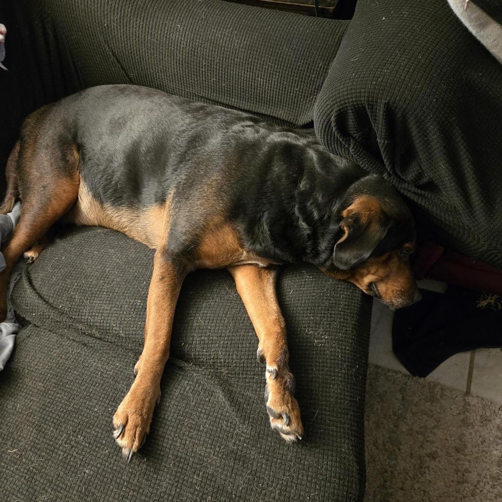 Raya, Adoptable, Senior Female Rottweiler & Retriever.