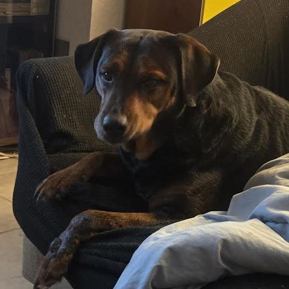 Enlarge Raya, a Adoptable mixed breed in Bellingham, WA image 3/4