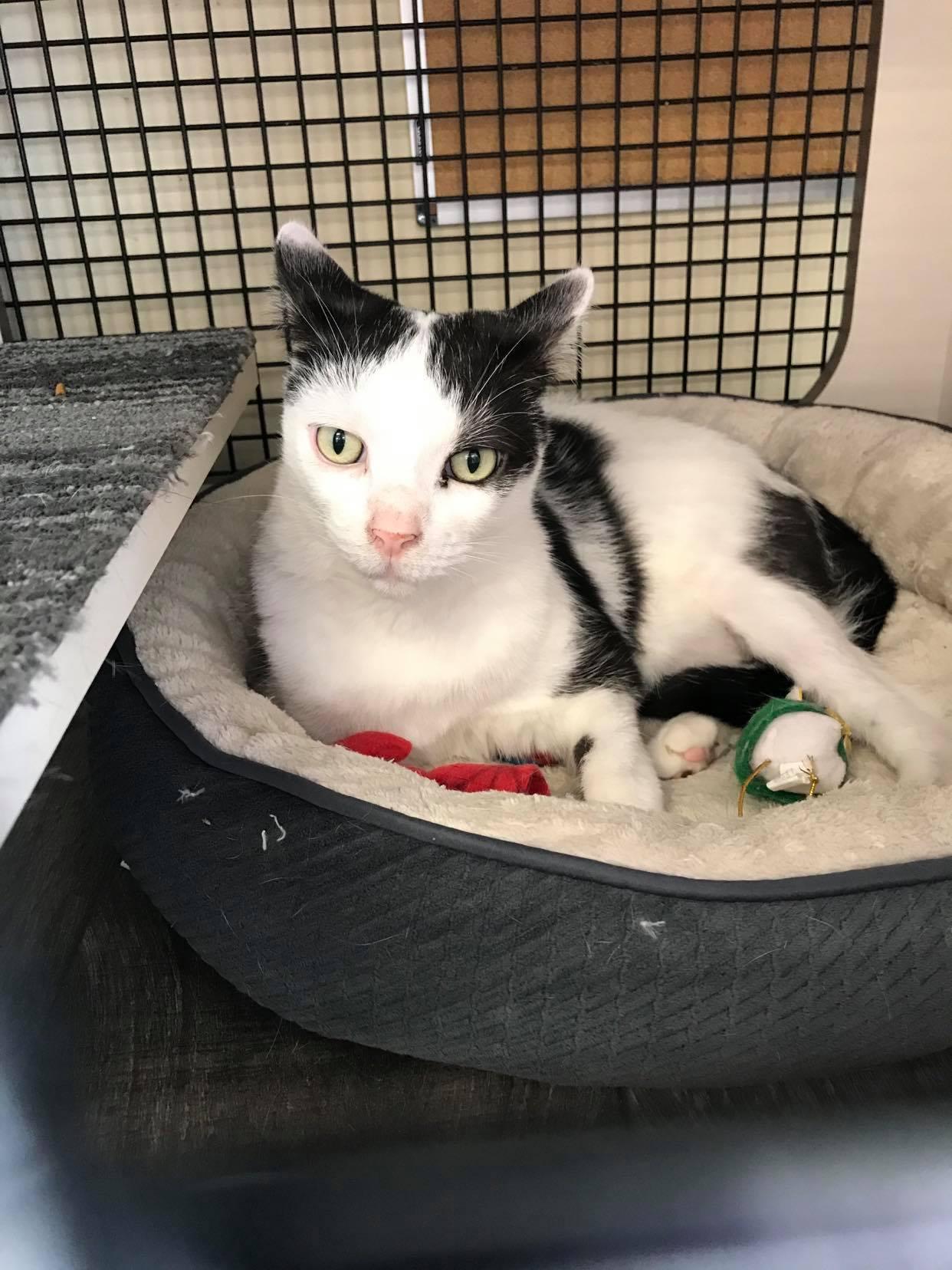 Enlarge Catman, a Adoptable Domestic Short Hair in Cincinnati, OH image 1/3