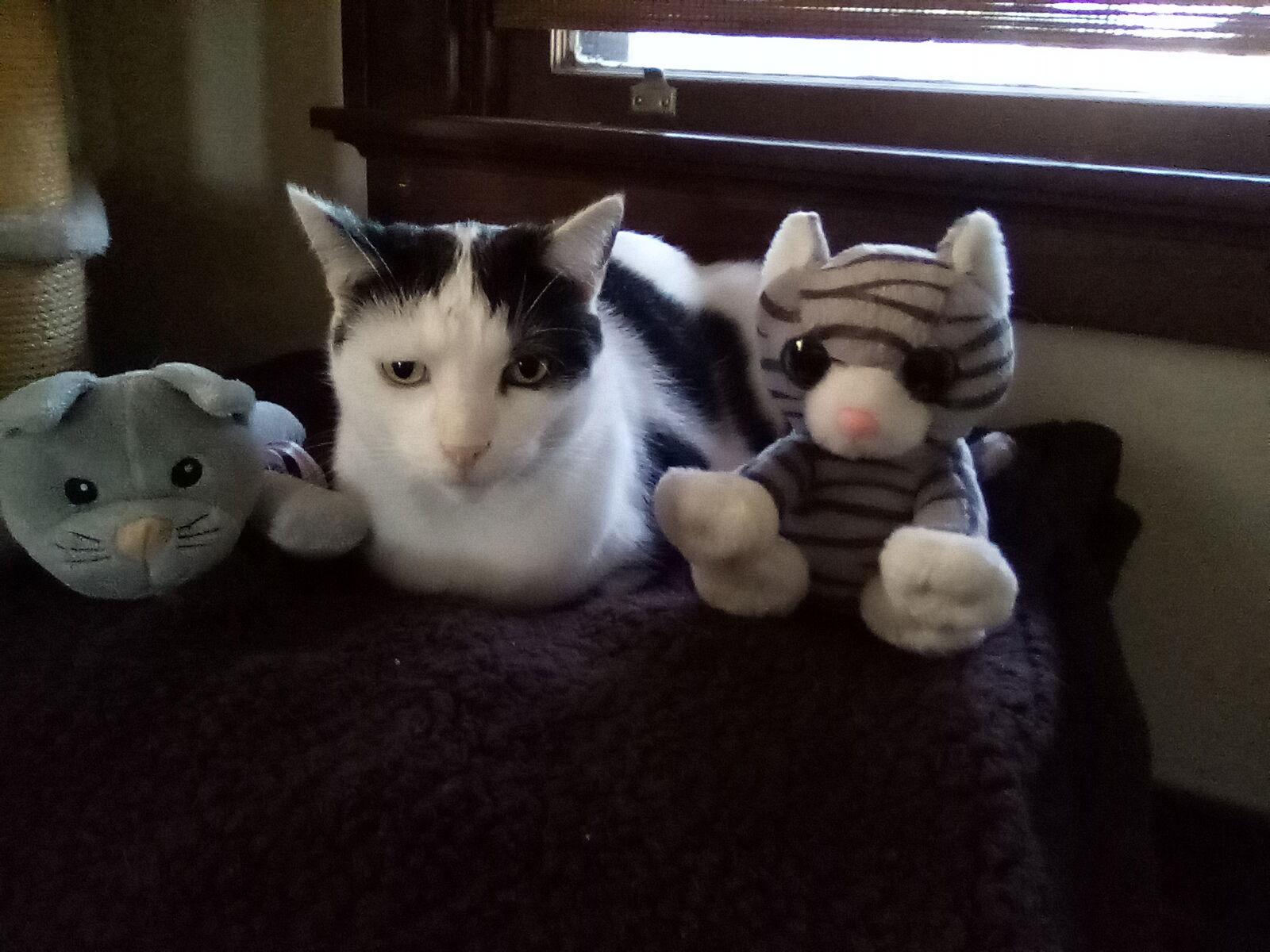 Enlarge Catman, a Adoptable Domestic Short Hair in Cincinnati, OH image 3/3