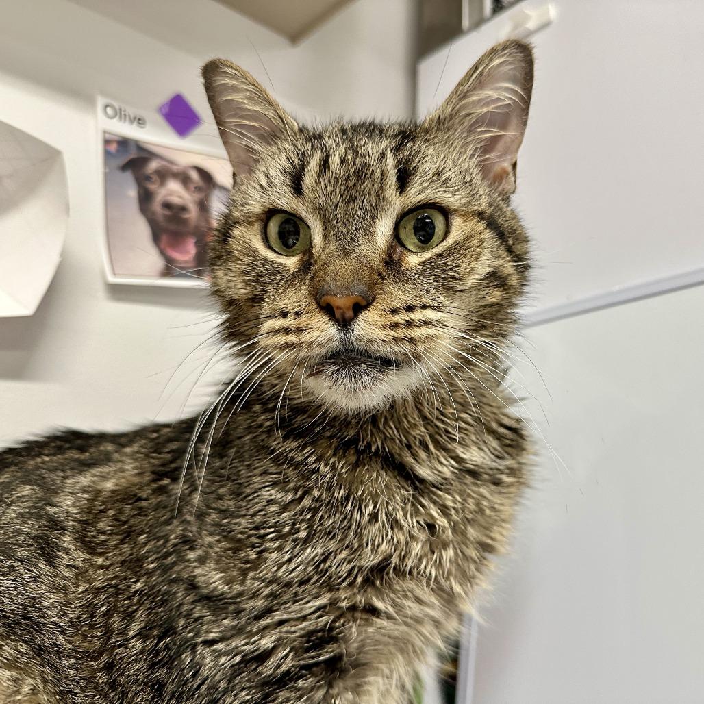 Ray, Adoptable, Senior Male Domestic Short Hair.