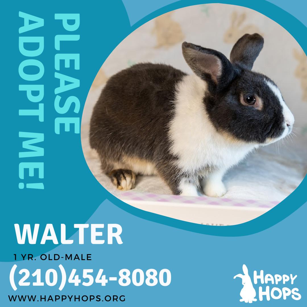 Enlarge Walter, a Adopted Dutch in San Antonio, TX image 1/4