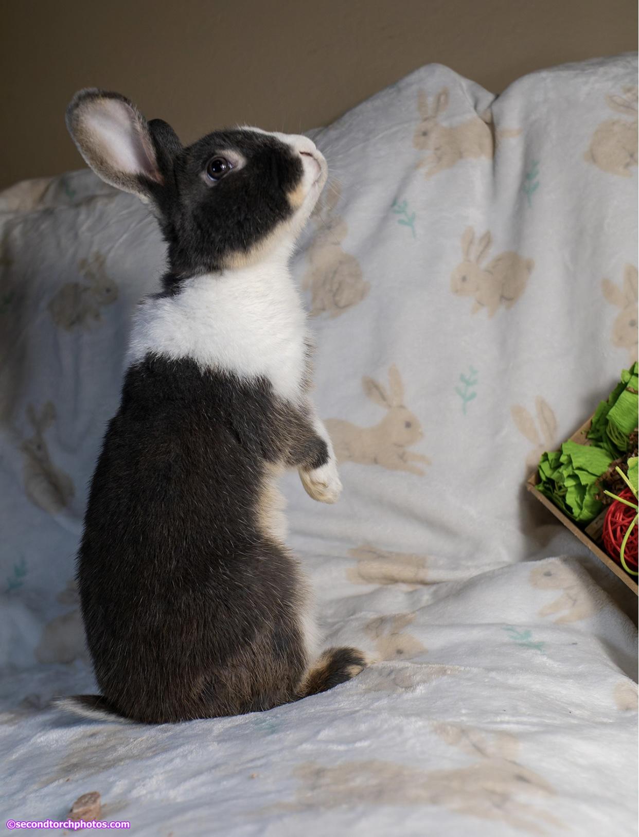 Enlarge Walter, a Adopted Dutch in San Antonio, TX image 2/4