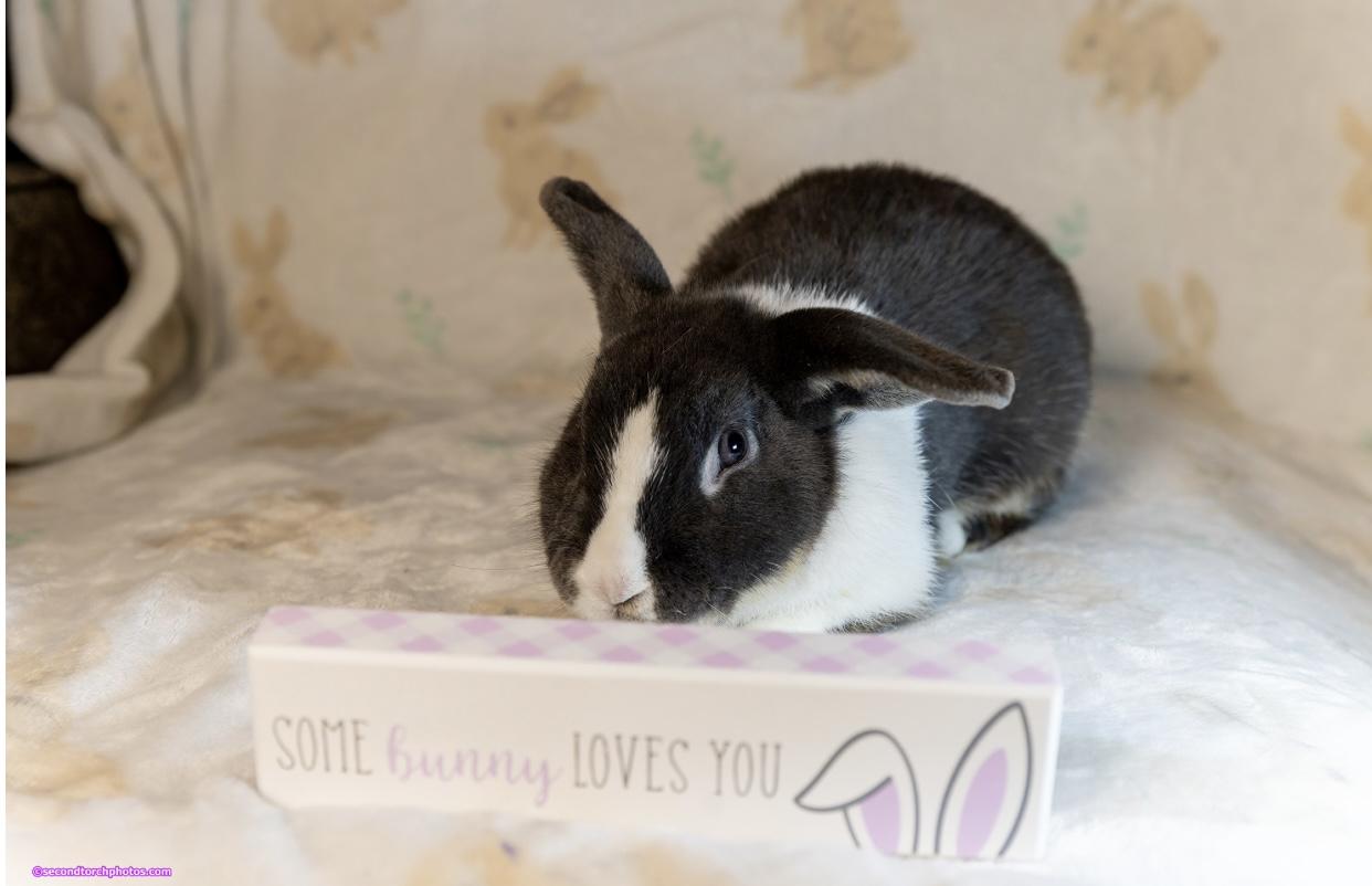 Enlarge Walter, a Adopted Dutch in San Antonio, TX image 3/4