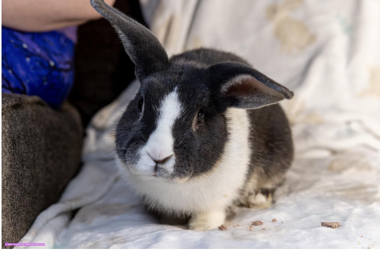Enlarge Walter, a Adopted Dutch in San Antonio, TX image 4/4