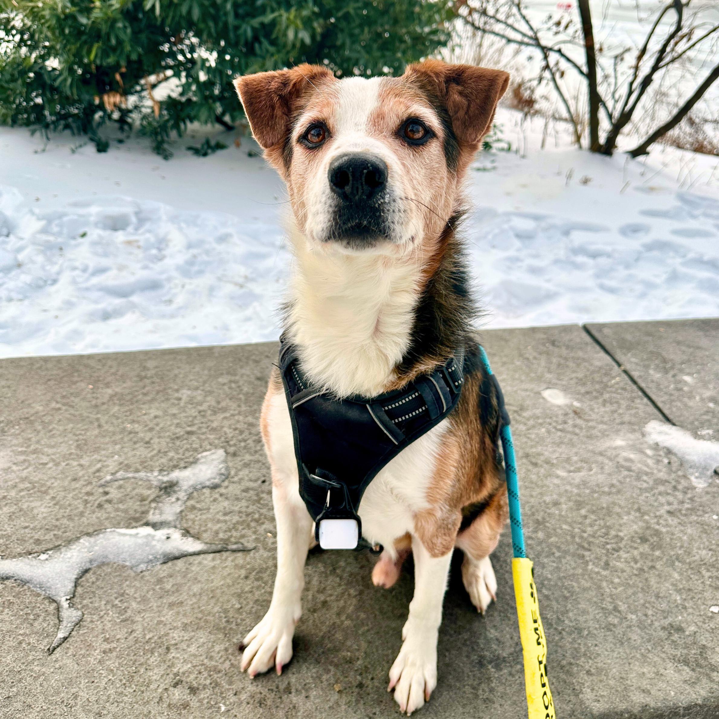 Derry, a Adoptable mixed breed in Ossining, NY image 2/6