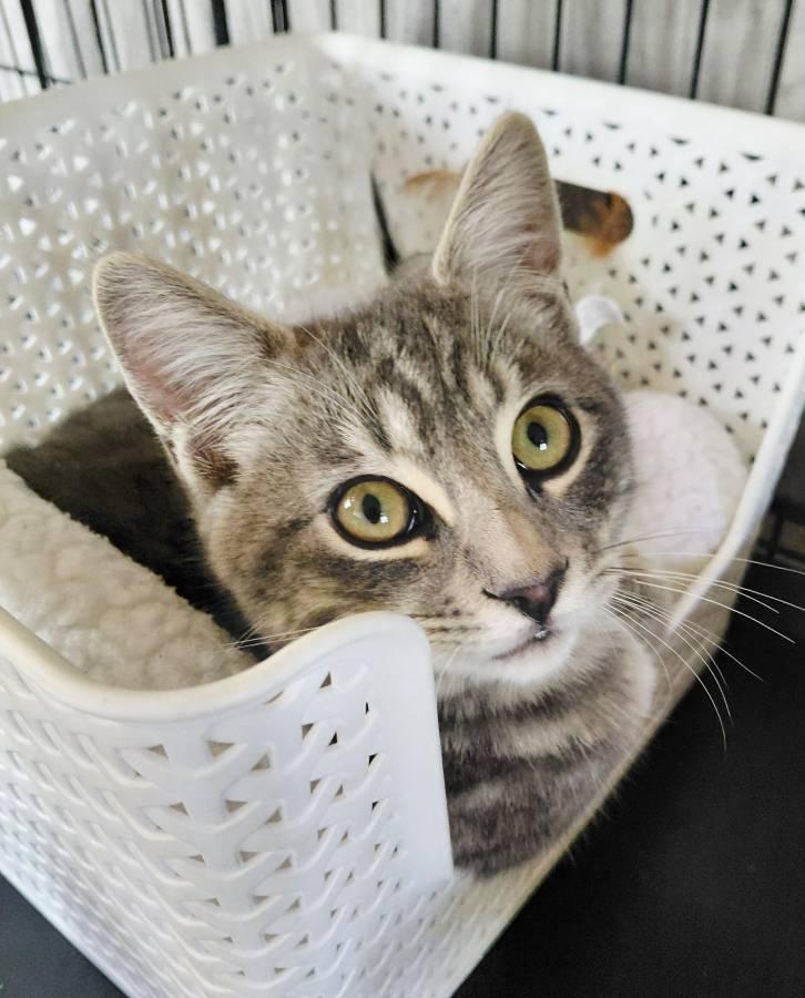 Enlarge Peeve - Perfect Purry Pal, a Adoptable mixed breed in San Luis Obispo, CA image 1/2