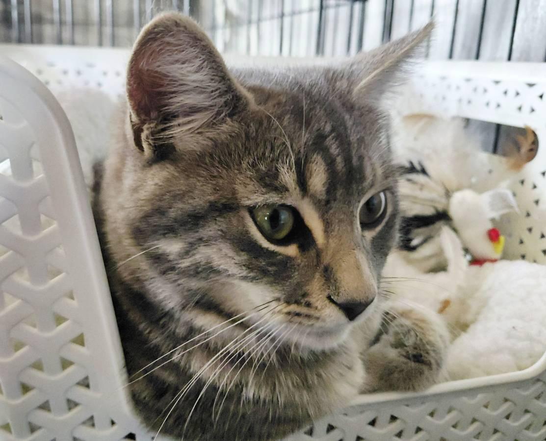 Enlarge Peeve - Perfect Purry Pal, a Adoptable mixed breed in San Luis Obispo, CA image 2/2