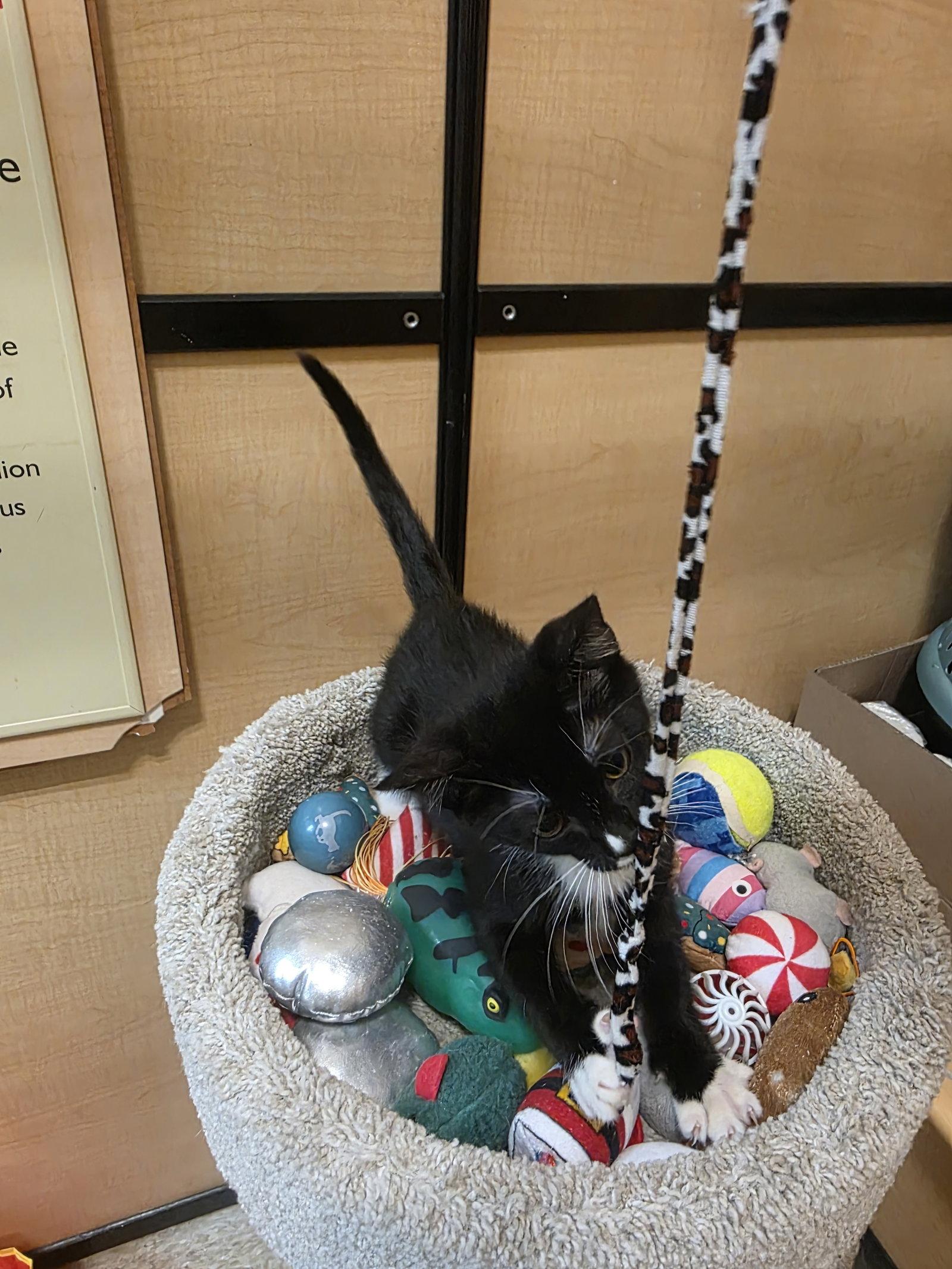 Enlarge Beast Boy, a Adoptable Domestic Short Hair in Rowlett, TX image 1/3