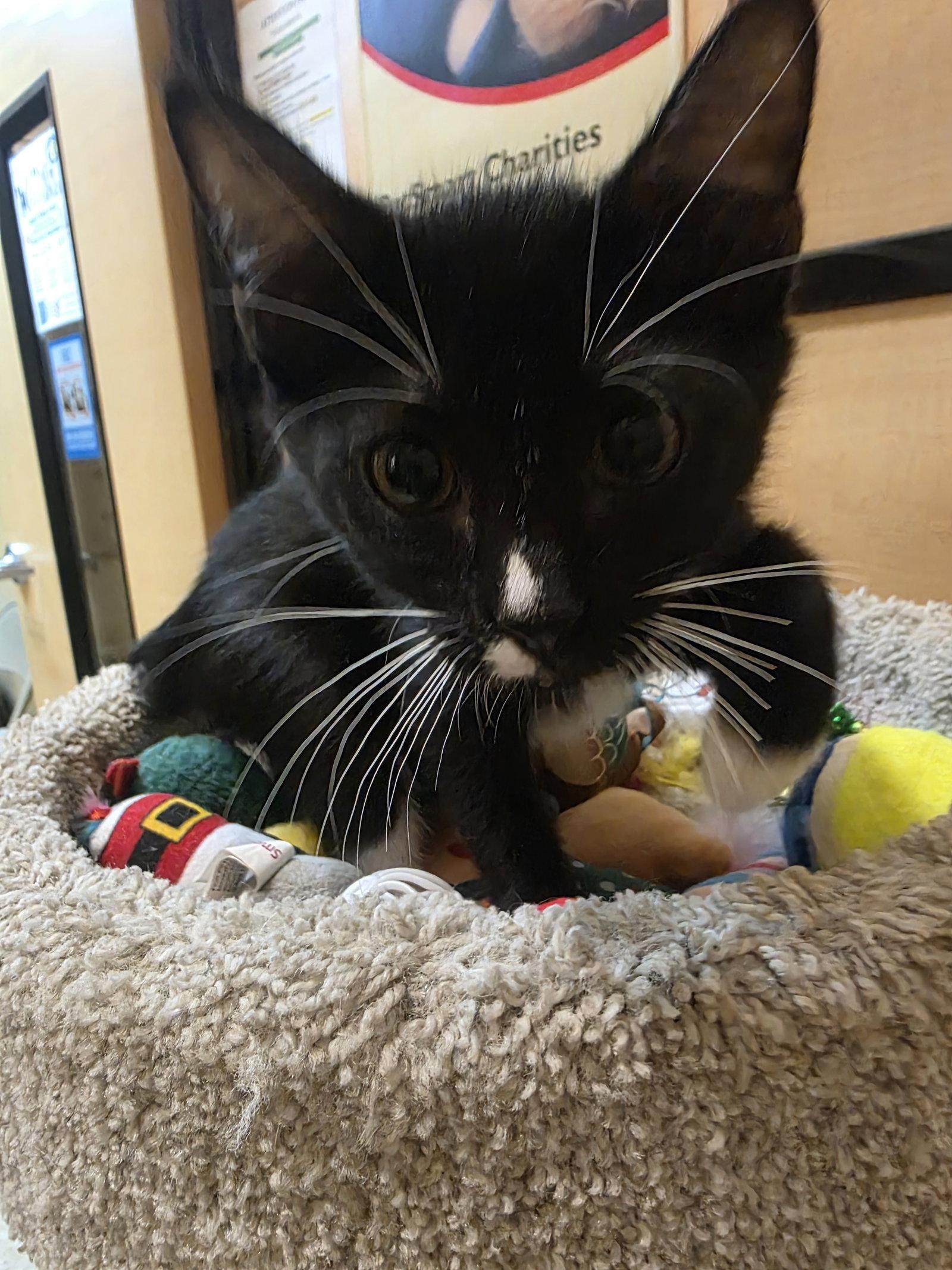 Enlarge Beast Boy, a Adoptable Domestic Short Hair in Rowlett, TX image 2/3