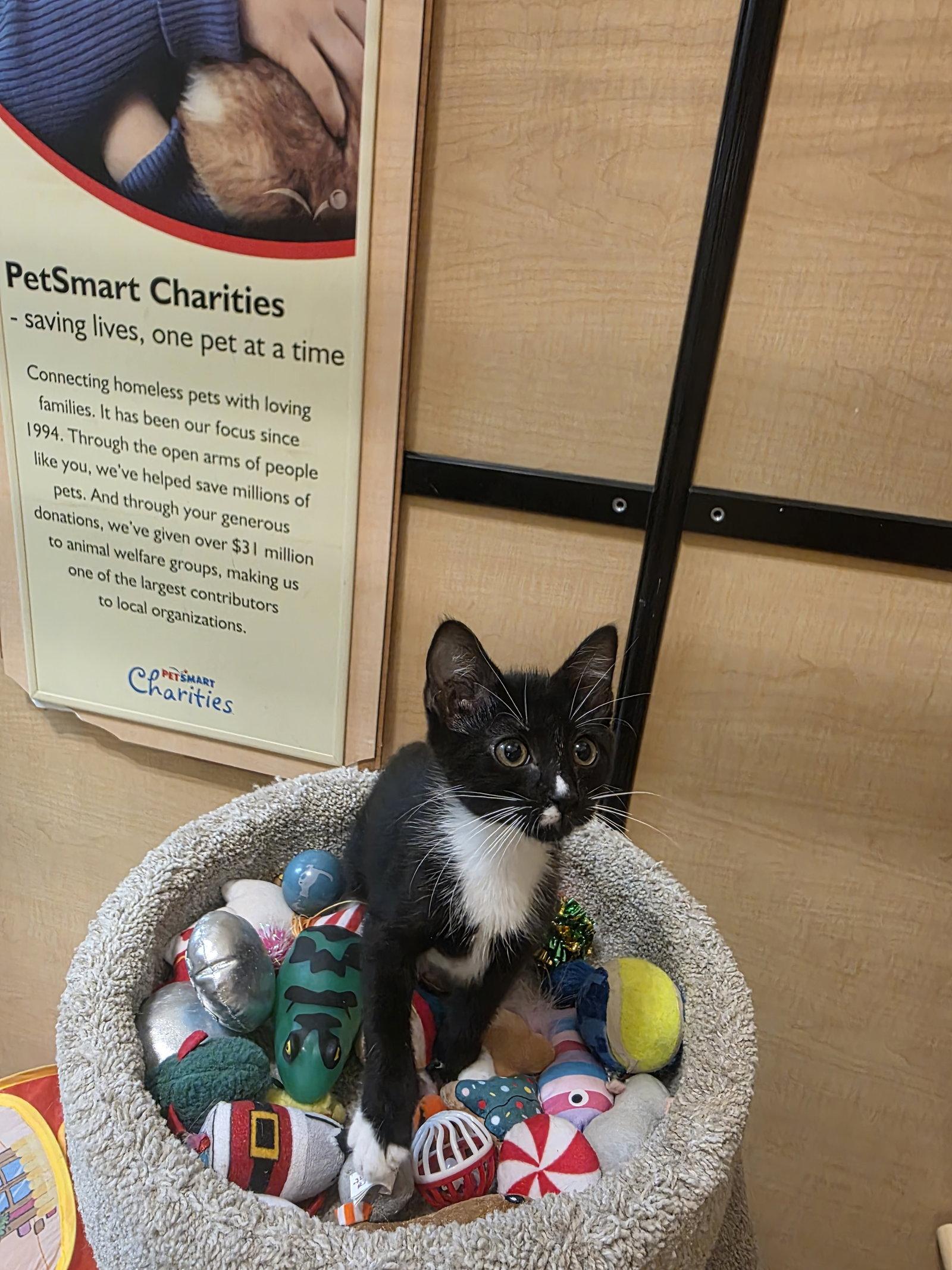 Enlarge Beast Boy, a Adoptable Domestic Short Hair in Rowlett, TX image 3/3