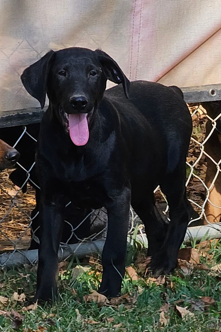 Walker, a Adoptable mixed breed in Manchester, CT image 1/4