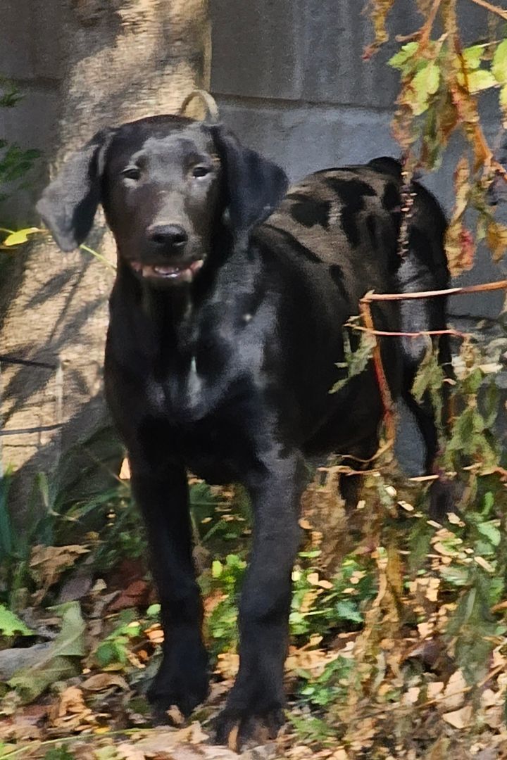 Walker, a Adoptable mixed breed in Manchester, CT image 2/4