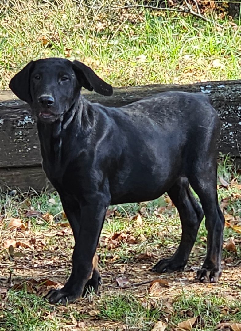 Walker, a Adoptable mixed breed in Manchester, CT image 3/4