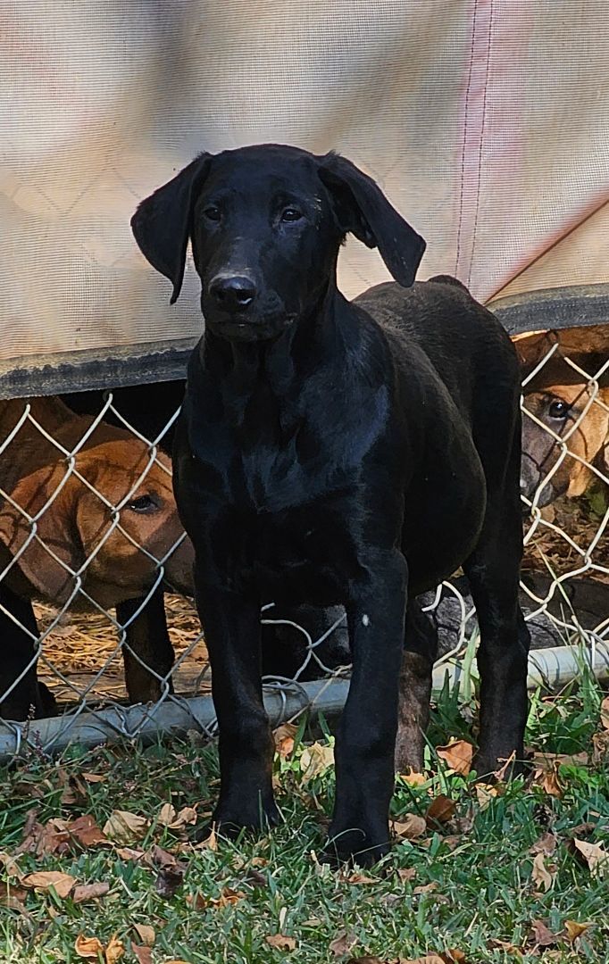 Walker, a Adoptable mixed breed in Manchester, CT image 4/4