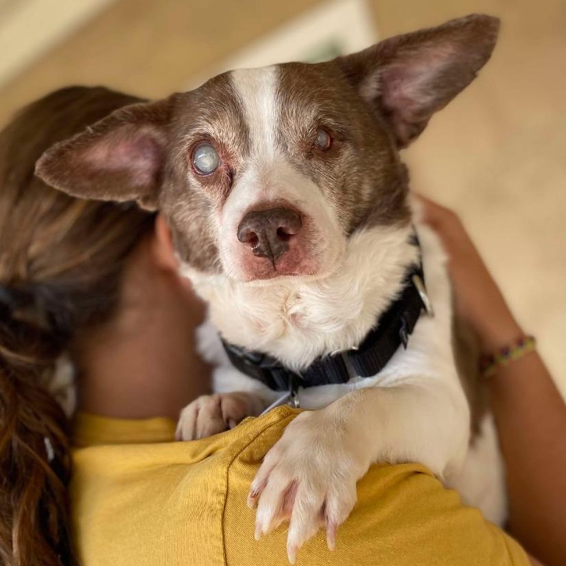 Enlarge Artie, a Adoptable Chihuahua in Ramona, CA image 1/6