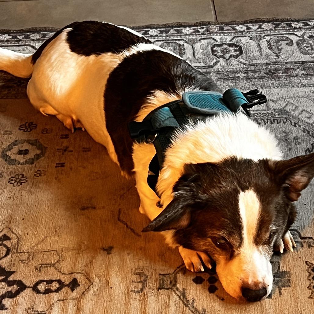 Artie — thumbnail 3